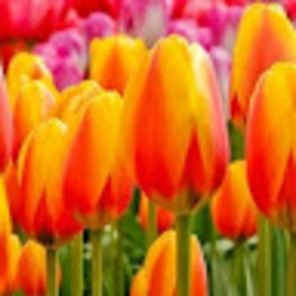 Meet your Posher, Trisha